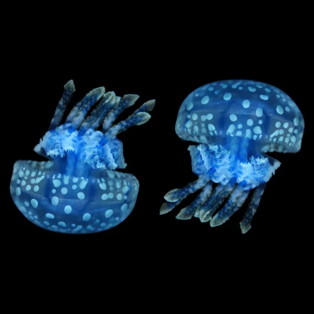 Sứa Papua